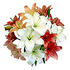 flowers.jpg (9780 bytes)